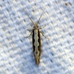 Plutella xylostella (Diamondback Moth) at O'Connor, ACT - 7 Oct 2018 by ibaird