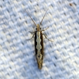 Plutella xylostella at O'Connor, ACT - 7 Oct 2018 08:16 PM