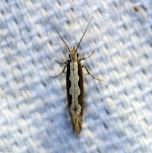 Plutella xylostella at O'Connor, ACT - 7 Oct 2018