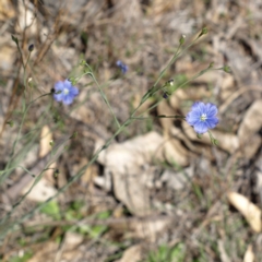 Linum marginale (Native Flax) at Mount Taylor - 7 Oct 2018 by MatthewFrawley