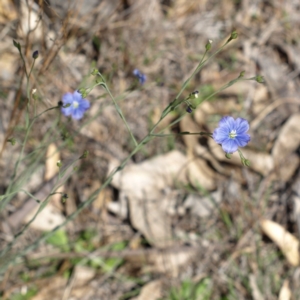 Linum marginale at Kambah, ACT - 7 Oct 2018