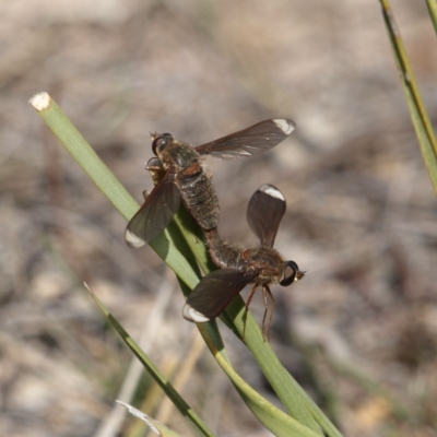 Comptosia stria (A bee fly) at Kambah, ACT - 7 Oct 2018 by MatthewFrawley