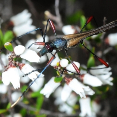 Enchoptera apicalis (Longhorn beetle) at QPRC LGA - 2 Oct 2018 by Harrisi