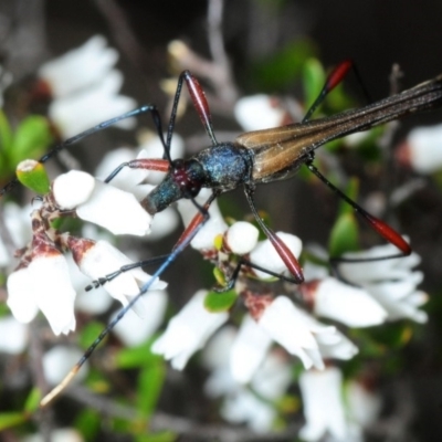 Enchoptera apicalis (Longhorn beetle) at Karabar, NSW - 2 Oct 2018 by Harrisi