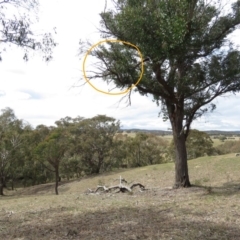 Ptilotula penicillata at Bellmount Forest, NSW - 8 Oct 2018 11:14 AM