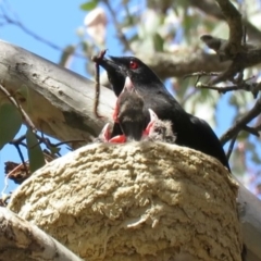 Corcorax melanorhamphos (White-winged Chough) at Bellmount Forest, NSW - 8 Oct 2018 by KumikoCallaway