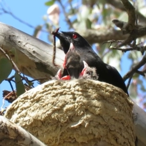 Corcorax melanorhamphos at Bellmount Forest, NSW - 8 Oct 2018