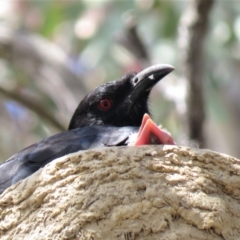 Corcorax melanorhamphos at Bellmount Forest, NSW - 8 Oct 2018