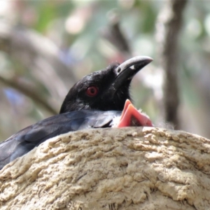 Corcorax melanorhamphos at Bellmount Forest, NSW - 8 Oct 2018