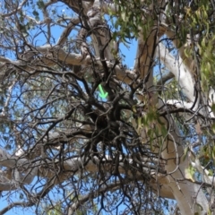 Rhipidura leucophrys at Bellmount Forest, NSW - 8 Oct 2018