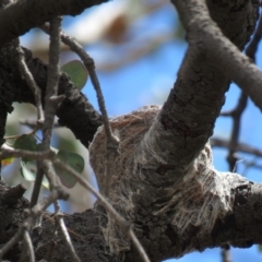 Rhipidura leucophrys at Bellmount Forest, NSW - 8 Oct 2018