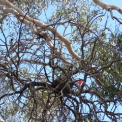 Rhipidura leucophrys at Bellmount Forest, NSW - 8 Oct 2018