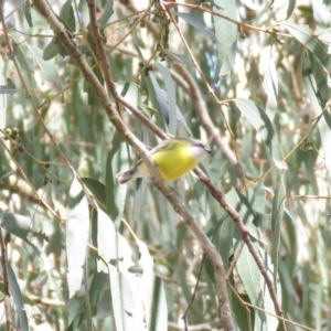 Gerygone olivacea at Bellmount Forest, NSW - 8 Oct 2018 02:10 PM