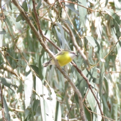 Gerygone olivacea (White-throated Gerygone) at Bellmount Forest, NSW - 8 Oct 2018 by KumikoCallaway