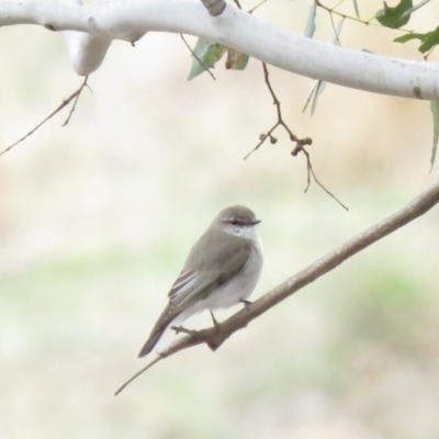 Microeca fascinans (Jacky Winter) at Bellmount Forest, NSW - 8 Oct 2018 by KumikoCallaway