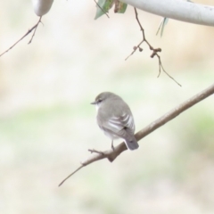 Microeca fascinans at Bellmount Forest, NSW - 8 Oct 2018 09:20 AM