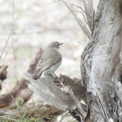 Microeca fascinans at Bellmount Forest, NSW - 8 Oct 2018 09:20 AM