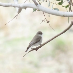 Microeca fascinans at Bellmount Forest, NSW - 8 Oct 2018 09:20 AM