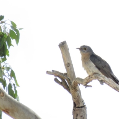 Cacomantis flabelliformis (Fan-tailed Cuckoo) at Bellmount Forest, NSW - 8 Oct 2018 by KumikoCallaway