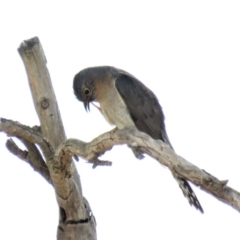 Cacomantis flabelliformis at Bellmount Forest, NSW - 8 Oct 2018