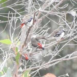 Stagonopleura guttata at Paddys River, ACT - 22 Apr 2018