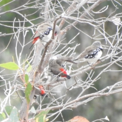 Stagonopleura guttata (Diamond Firetail) at Paddys River, ACT - 22 Apr 2018 by YumiCallaway