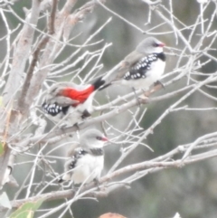 Stagonopleura guttata at Paddys River, ACT - 22 Apr 2018