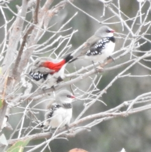 Stagonopleura guttata at Paddys River, ACT - suppressed