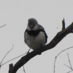 Stagonopleura guttata at Paddys River, ACT - suppressed