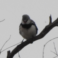 Stagonopleura guttata at Paddys River, ACT - 22 Apr 2018