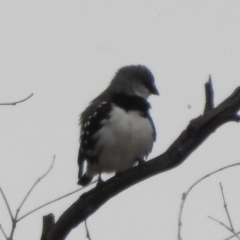 Stagonopleura guttata at Paddys River, ACT - 22 Apr 2018