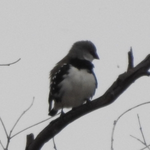 Stagonopleura guttata at Paddys River, ACT - 22 Apr 2018