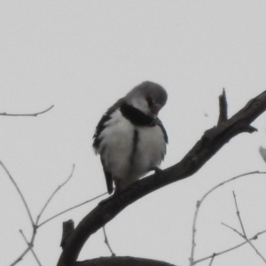 Stagonopleura guttata at Paddys River, ACT - 22 Apr 2018