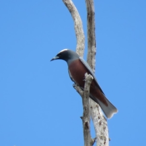 Artamus superciliosus at Bellmount Forest, NSW - 8 Oct 2018 11:20 AM