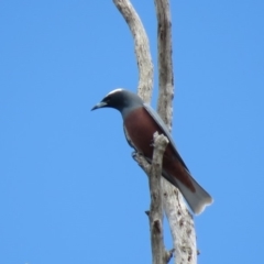 Artamus superciliosus (White-browed Woodswallow) at Bellmount Forest, NSW - 8 Oct 2018 by KumikoCallaway