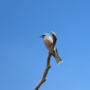 Artamus superciliosus at Bellmount Forest, NSW - 8 Oct 2018 11:20 AM