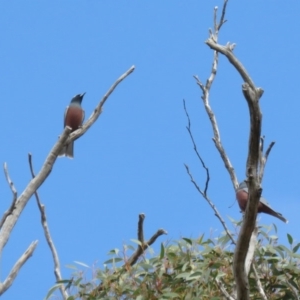 Artamus superciliosus at Bellmount Forest, NSW - 8 Oct 2018 11:20 AM