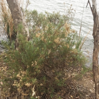 Cassinia quinquefaria (Rosemary Cassinia) at Yarralumla, ACT - 5 Oct 2018 by ruthkerruish