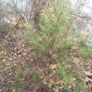 Cassinia quinquefaria at Yarralumla, ACT - 5 Oct 2018 10:00 AM