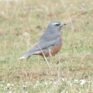 Artamus superciliosus at Gundaroo, NSW - 8 Oct 2018 08:48 AM