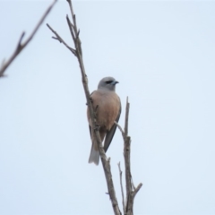 Artamus superciliosus at Gundaroo, NSW - 8 Oct 2018 08:48 AM