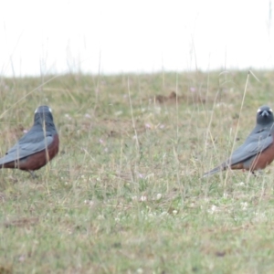 Artamus superciliosus at Gundaroo, NSW - 8 Oct 2018 08:48 AM