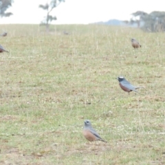 Artamus superciliosus at Gundaroo, NSW - 8 Oct 2018 08:48 AM