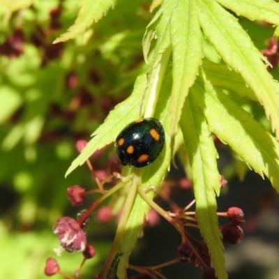 Orcus australasiae (Orange-spotted Ladybird) at Yarralumla, ACT - 6 Oct 2018 by ArcherCallaway