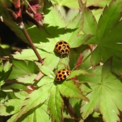 Harmonia conformis (Common Spotted Ladybird) at Yarralumla, ACT - 6 Oct 2018 by ArcherCallaway