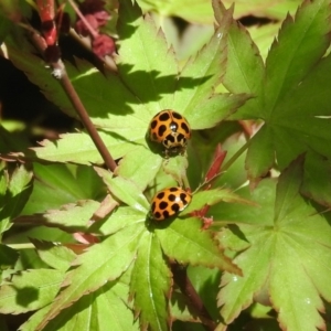 Harmonia conformis at Yarralumla, ACT - 6 Oct 2018