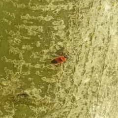 Dindymus versicolor (Harlequin Bug) at Yarralumla, ACT - 6 Oct 2018 by RyuCallaway