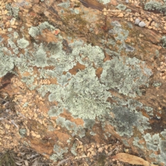 Parmeliaceae (family) (A lichen family) at Attunga Point - 5 Oct 2018 by ruthkerruish