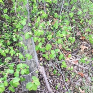 Alnus glutinosa at Yarralumla, ACT - 5 Oct 2018 11:00 AM