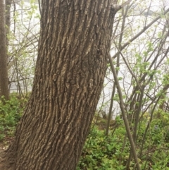 Alnus glutinosa at Yarralumla, ACT - 5 Oct 2018 11:00 AM